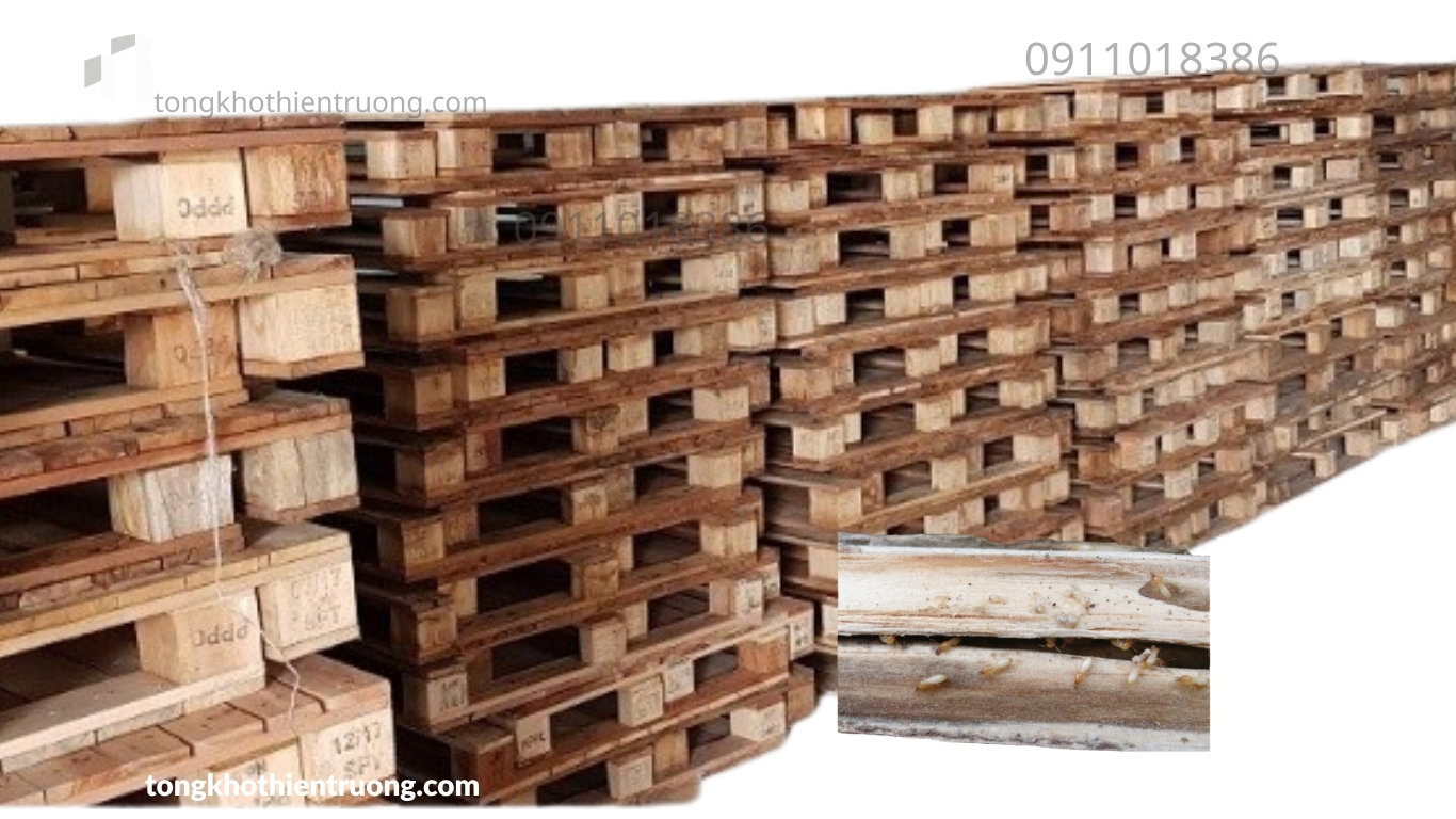 Pallet gỗ bị mối